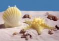 /album/galleria-foto-homepage/a005-conch-stella-di-mare-3-jpg/